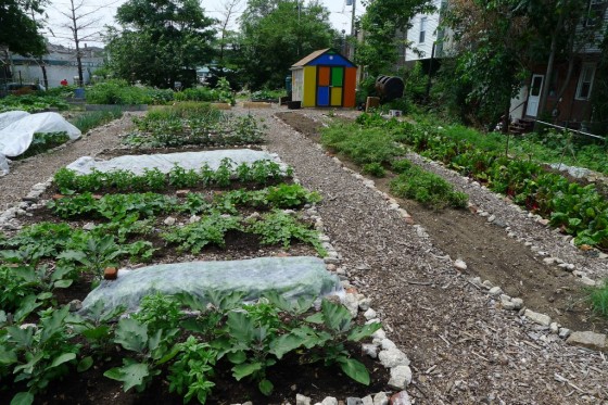 WalnutHillCommunityFarm_farmrows_June2011-1024x683